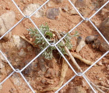 供应成都勾花网 菱形网 斜方网