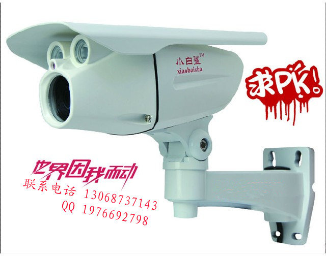 小白鲨