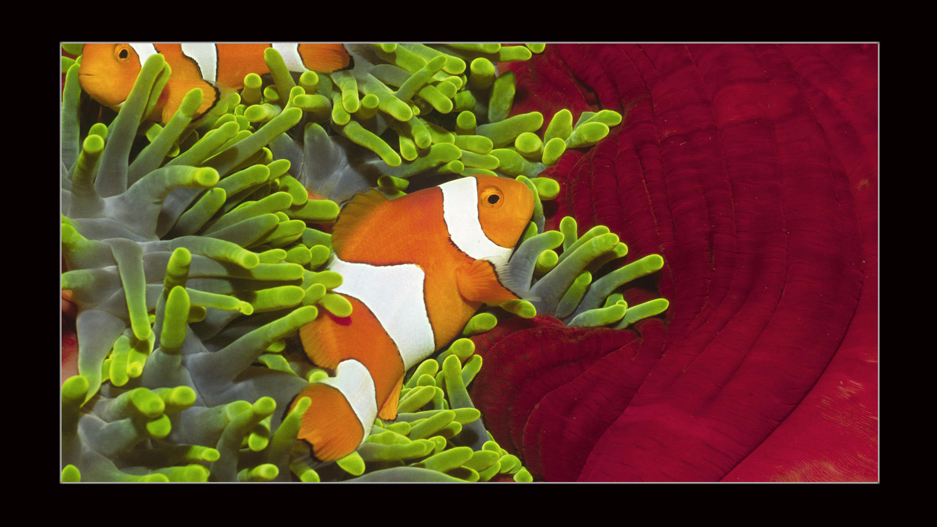 46寸网络广告机