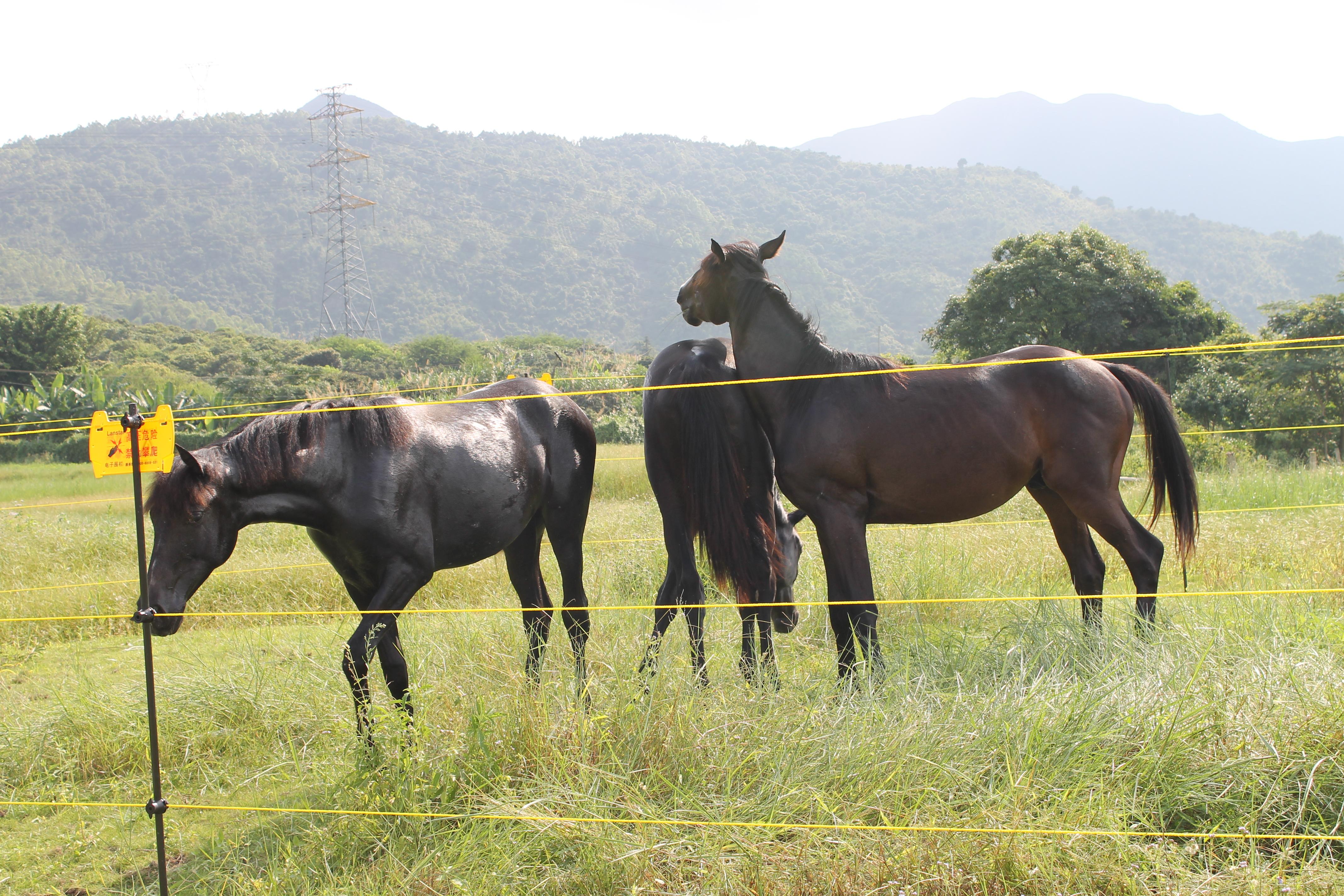 牧场电子围栏 牛羊舍电子围栏