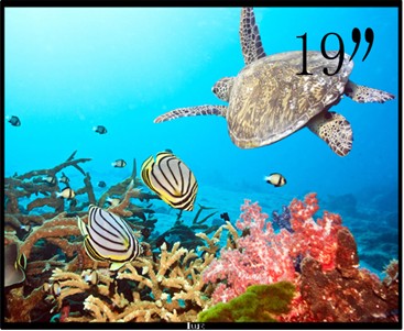 19寸液晶监视器