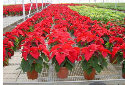 苗床网，温室苗床网，热镀锌网片创翔