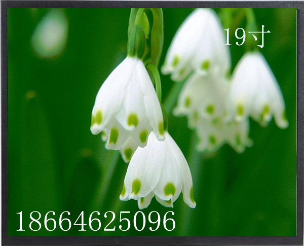 19寸专业级液晶监视器