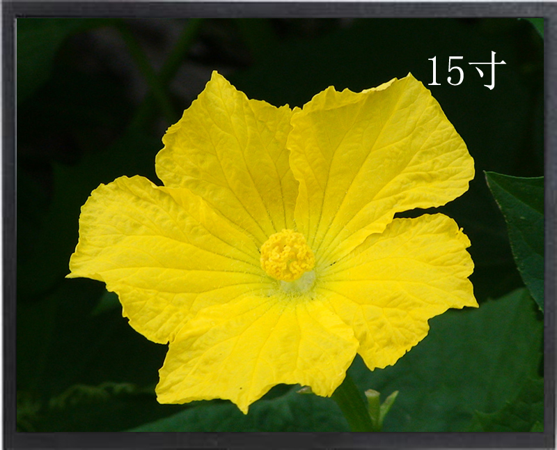 15寸液晶监视器