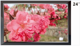 创新维24寸 高清LCD液晶监视器