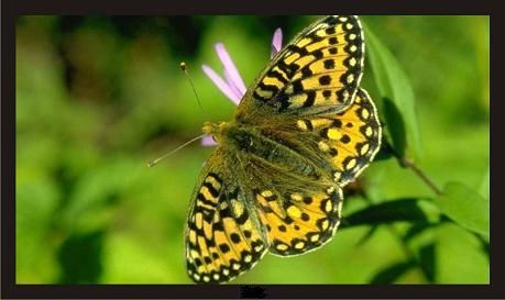 液晶监视器15寸