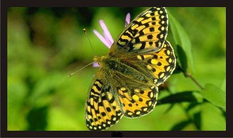 供应26寸液晶监视器